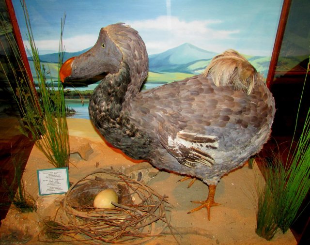 dodo egg